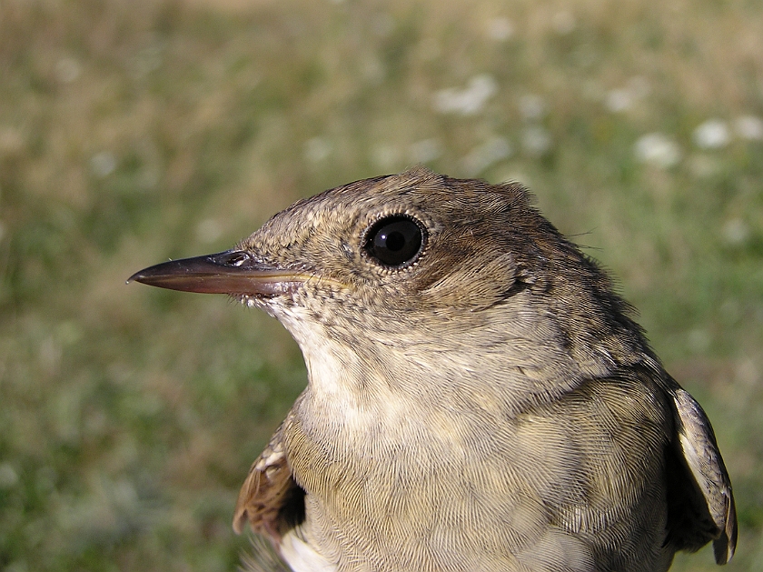 Thrush Nightingale, Sundre 20080731